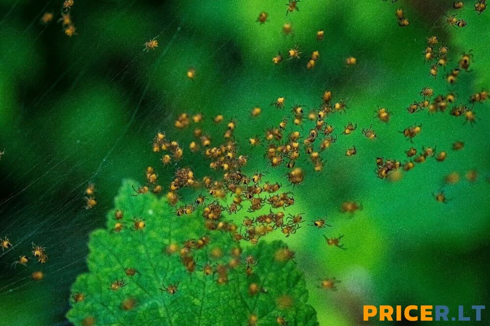 PRICER.LT RUGSĖJO MAISTO KAINŲ TYRIMAS: KAINOS AUGA, PIRKĖJAS SKURSTA, TINKLAI KAIP VORAI VALGYS VIENAS KITĄ (papildyta) PRICER.LT RUGSĖJO MAISTO KAINŲ TYRIMAS: KAINOS AUGA, PIRKĖJAS SKURSTA, TINKLAI KAIP VORAI VALGYS VIENAS KITĄ (papildyta)